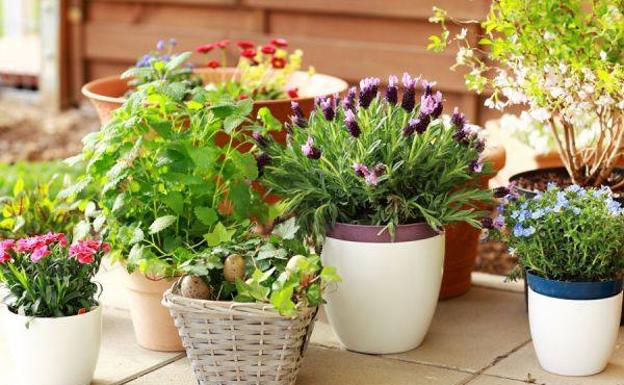Cómo evitar que tus plantas sufran en verano