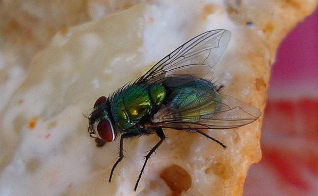 Estos son los peligros que corres si una mosca se posa en tu comida