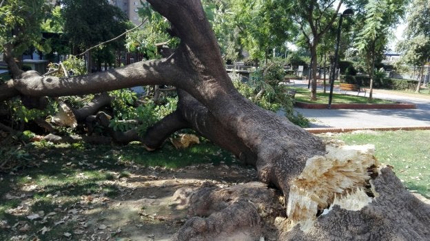 El arbol emblemático tras la caída.