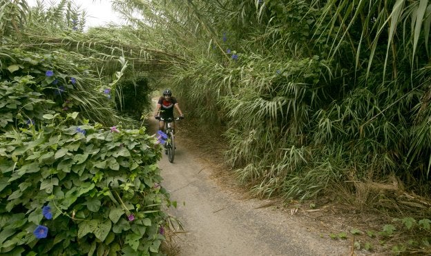 Parque Fluvial del Turia. Un ciclista recorre uno de los itinerarios invadidos por cañas, ayer.