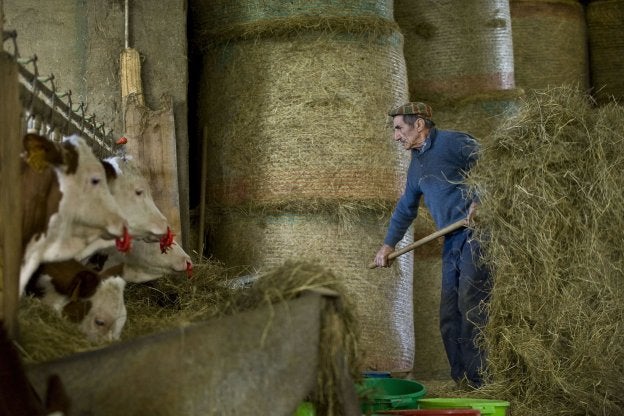 Un ganadero francés da de comer a sus vacas en Chameane. El bajo precio de la leche les ha colocado en una situación difícil.
