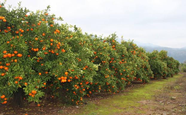 Campos de naranjas en Pego.