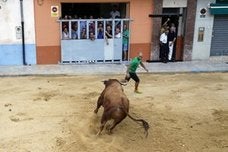 Un aficionado recorta a un toro en Puçol.