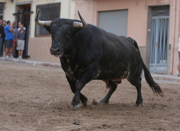 Planta. Uno de los toros de Juan Pedro Domecq de 2016, patrocinado por L'Alternativa.
