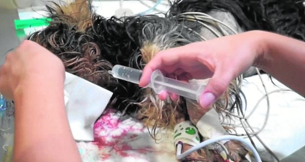 El perro herido recibe atención en Valencia Sur Hospital Veterinario.