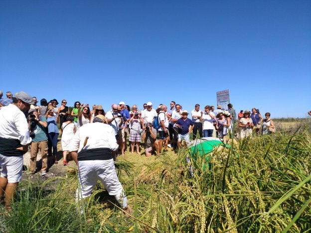 Varios carreters de Pego recrean la siega de arroz manual ante los alcaldes de la comarca y vecinos del municipio. / B. Ortolà