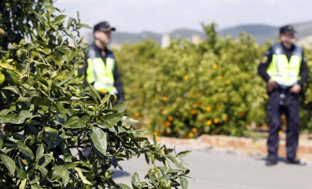 Policía junto a un campo de cítricos valenciano. / Txema Rodríguez