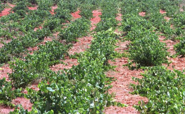 Vides y viñedos en Requena. /Damián Torres