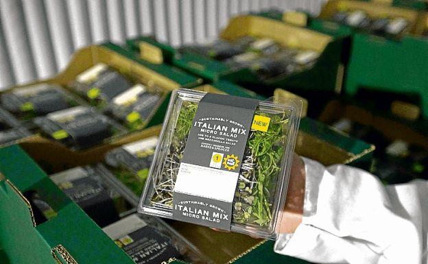 Cada día se producen 2.000 paquetes de ensaladas.