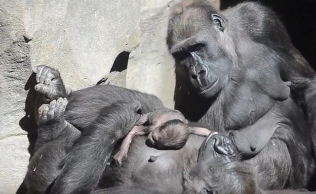 Nace Pepe, el cuarto bebé gorila en Bioparc Valencia