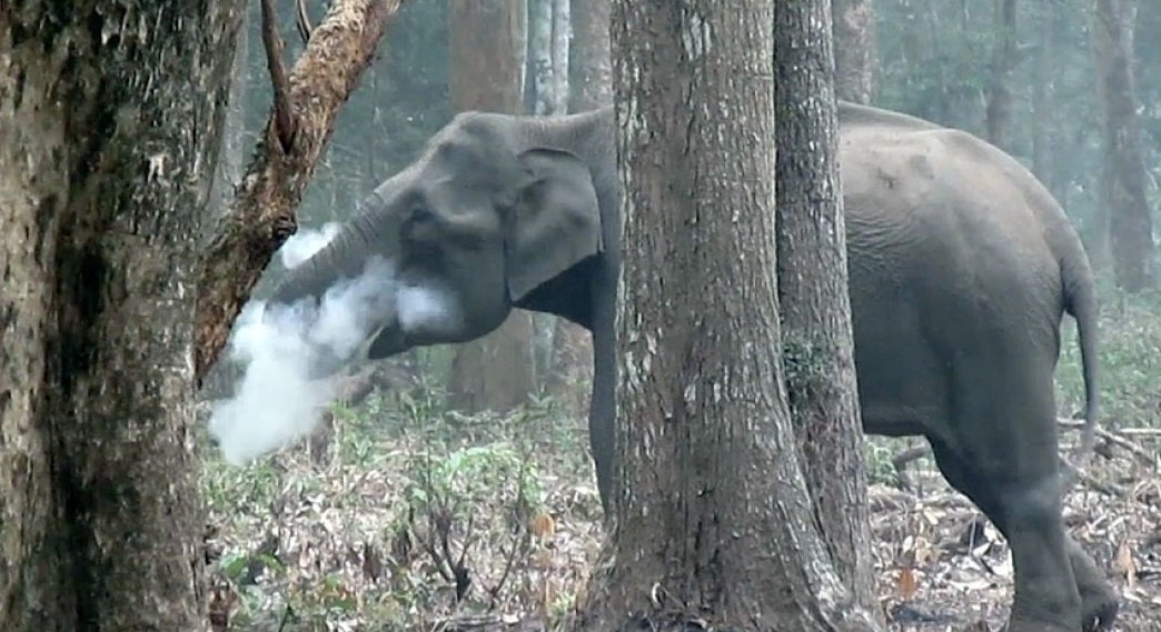 El video lo grabó Vinay Kumar, director asociado de la Sociedad para la Conservación de la Vida Silvestre de India. /