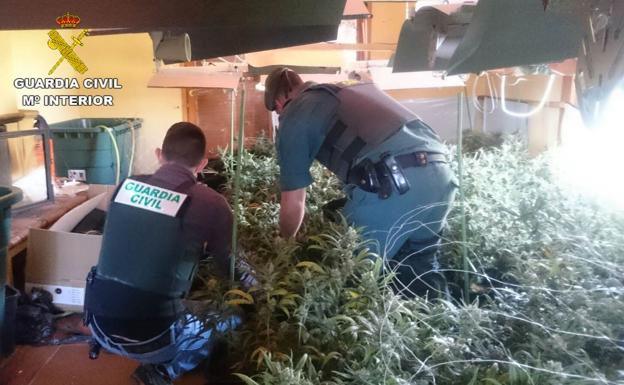 Plantación de marihuana en Pedreguer. /Guardia Civil