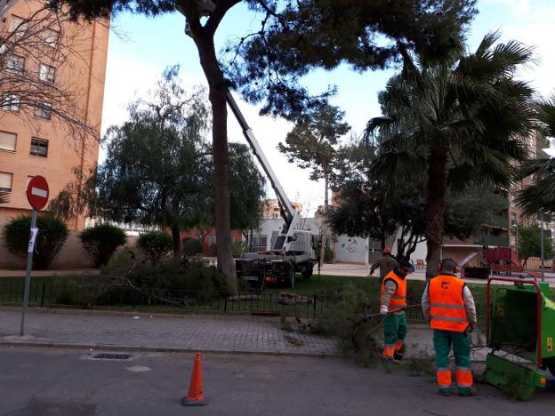 Los operarios realizan los trabajos de tala. / lp