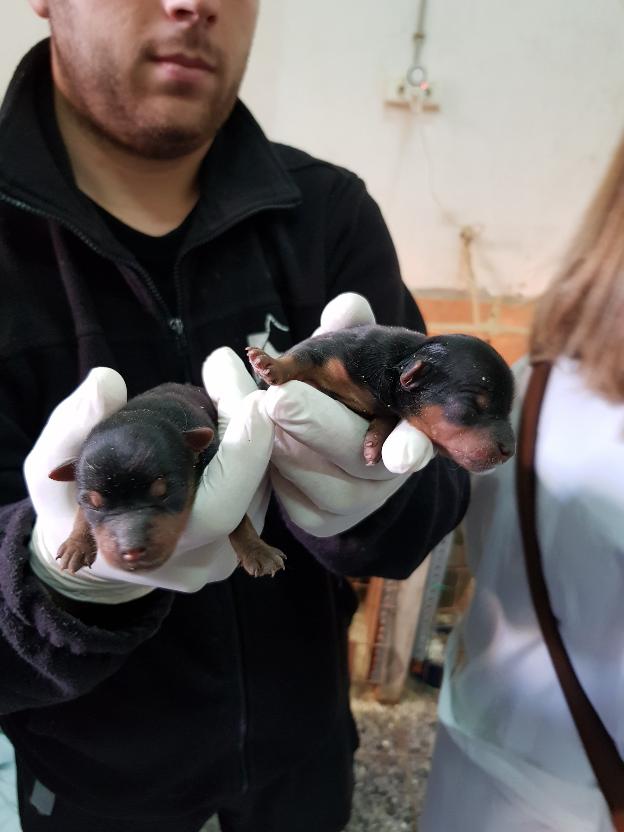 Dos de los cachorros. / lp