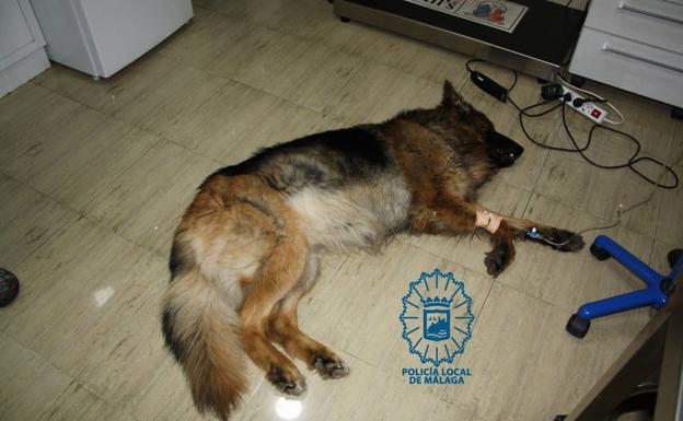 Imagen del perro facilitada por la policía./SUR