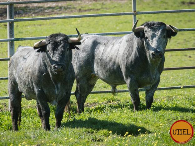 Toros deVictorino que se lidiarán en Utiel. / APLAUSOS UQ
