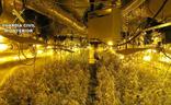Desmantelada una 'startup' de marihuana en la Comunitat