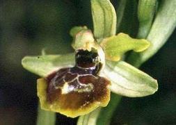 Dos especies nuevas de orquídeas silvestres en el parque natural de l'Albufera, conocidas como avispa y espejo