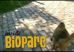 Lo que no se ve del Bioparc
