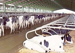 Vacas que viven como marquesas