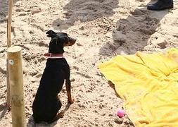 Un perro disfruta de la nueva playa./