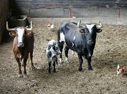 El famoso toro 'Ratón', junto a su familia. / LP/