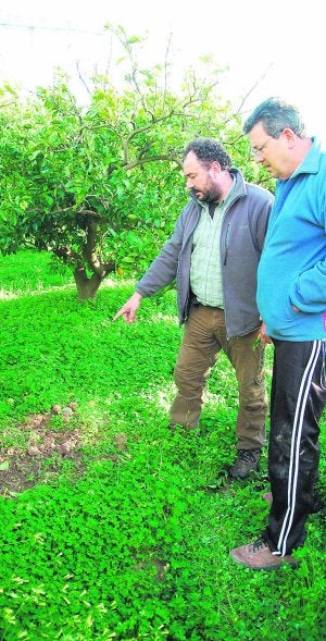 Dos agricultores señalan el lugar donde había un plantón. ::
J. PENADÉS/