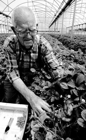 Fresas del bosque bajo palio de plástico