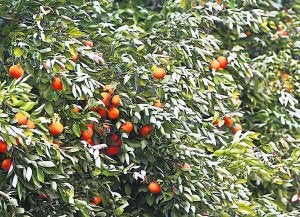 Cítricos con las hojas 'quemadas' por las heladas. ::
DAMIÁN TORRES/