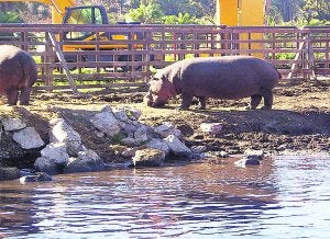 Un hipopótamo, en la zona reservada para estos animales del Safari Park de El Verger. :: JOSÉ IGLESIAS/