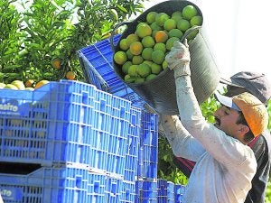 El inicio de la temporada citrícola ha creado 72 puestos de trabajo en la Safor. ::
J.S./