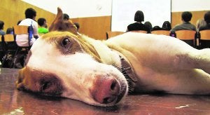 De los ojos de un perro al corazón de la persona