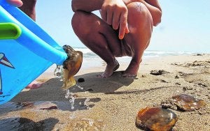 Dos jóvenes dejan en la arena medusas sacadas del agua. ::
CARLOS RODRÍGUEZ/