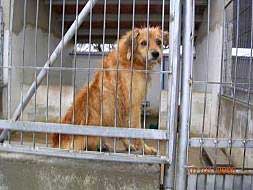 Una de las mascotas acogidas en el refugio de la protectora de animales./