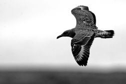 Cría de gaviota corsa sobrevolando el archipielago de las Columbretes./