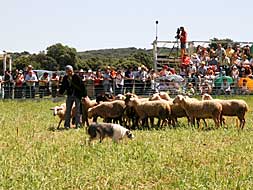 Los perros participantes en el concurso demostraron sus habilidades con las ovejas./