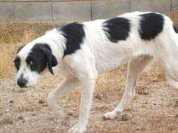 Uno de los perros abandonados esta misma semana./