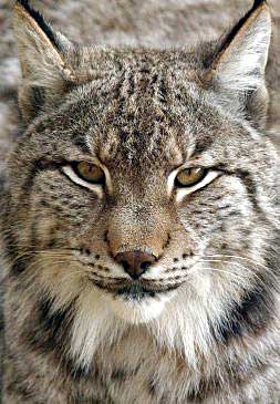 Un lince ibérico con cataratas