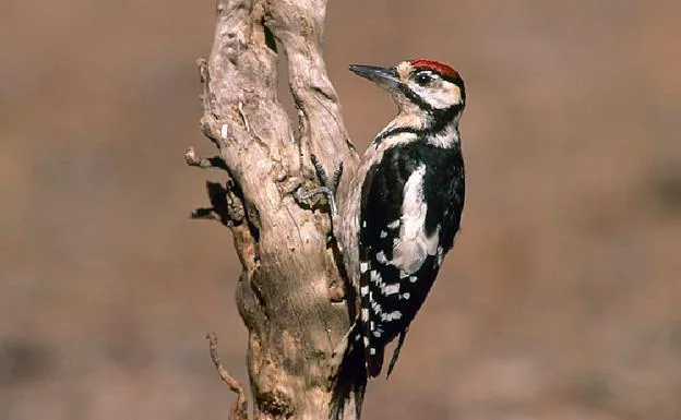 Un pájaro carpintero, encaramado a un árbol./