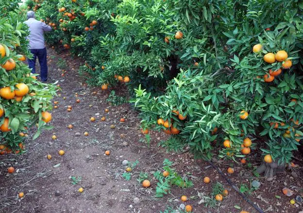 Mandarinas precoces sin recoger en un huerto de Torrent a causa de las importaciones de cítricos de Sudáfrica. / txema rodríguez
