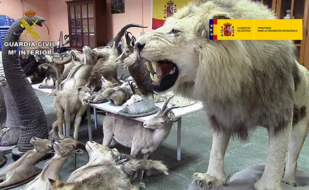 Parte de los animales disecados intervenidos por la Guardia Civil, en Alicante./AFP