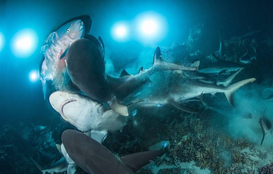 Fotos: Las mejores imágenes submarinas de 2019