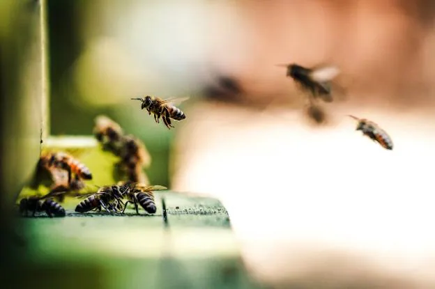 Varias abejas revolotean en torno a una estructura de madera, en una imagen de archivo. / Eric Ward