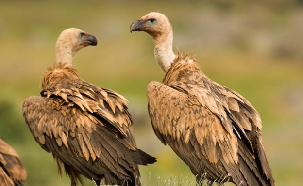 Dos buitres leonados. /Sociedad Española de Ornitología (SEO).