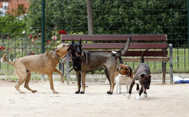 Los valencianos podrán tener un máximo de cinco mascotas por vivienda