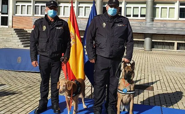 Ginger y Yuko, los canes de la Policía Nacional destinados en Alicante que han sido condecorados/LP