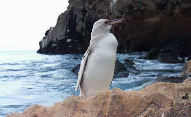 Descubren un pingüino «raro» con una enfermedad muy inusual