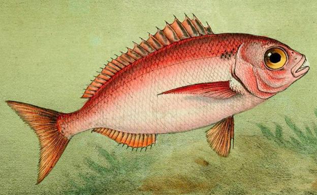 Ilustración de besugo de 'La pêche et les poissons', 1868./Wikimedia CC PD