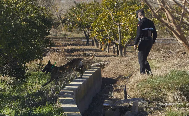 Uno de los militares participantes en la búsqueda peina un campo de naranjos. /Iván Arlandis