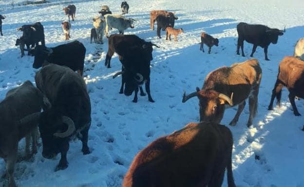 El frío mata más de cien toros en una ganadería de Guadalajara